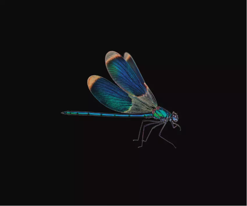 Page 1 of the manual User Manual AudioQuest DragonFly Black v1.5